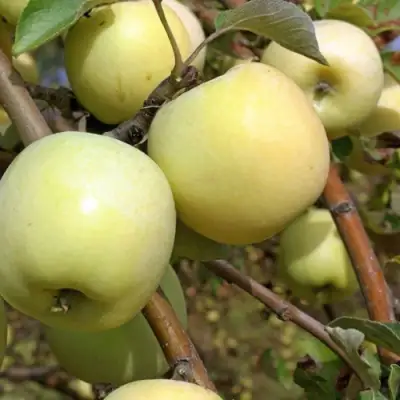 Яблоня АНТОНОВКА ОБЫКНОВЕННАЯ в Пинске