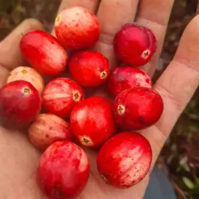 Клюква СТАНКОВИЧ в Пинске