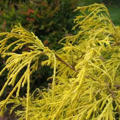 Кипарисовик ВАВЕЛ горохоплодный в Пинске