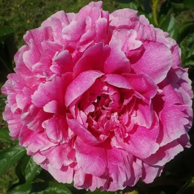 Пион ЗЕ ФОН травянистый в Пинске