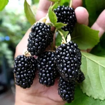 Ежевика ПРАЙМ АРК 45 ремонтантная   в Пинске