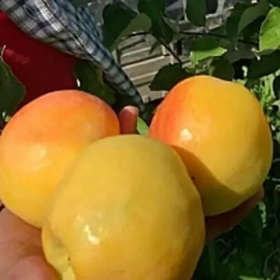 Яблоня АНТОНОВКА ЗОЛОТАЯ в Пинске