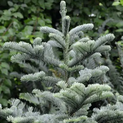 Пихта благородная в Пинске