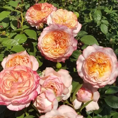 Роза СУРИР ДЕ ХАВР чайно-гибридная в Пинске