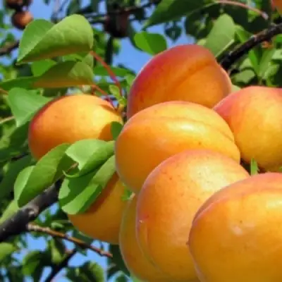 Абрикос ЭДЕЛЬВЕЙС в Пинске