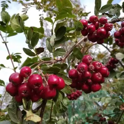 Рябина ГРАНАТНАЯ сладкоплодная в Пинске