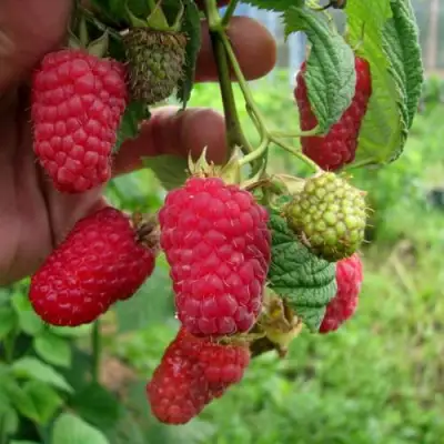 Малина ЛЯЧКА (ЛАШКА, ЛЯШКА) в Пинске