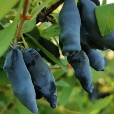Жимолость съедобная СИЛЬГИНКА в Пинске