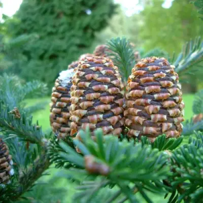 Пихта ФРАЗЕРА в Пинске