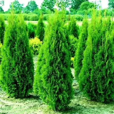 Туя ВИДМАНТ западная в Пинске