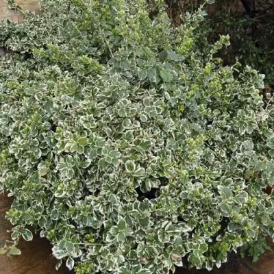 Бересклет ЭМЕРАЛЬД ГАИТИ форчуна  в Пинске