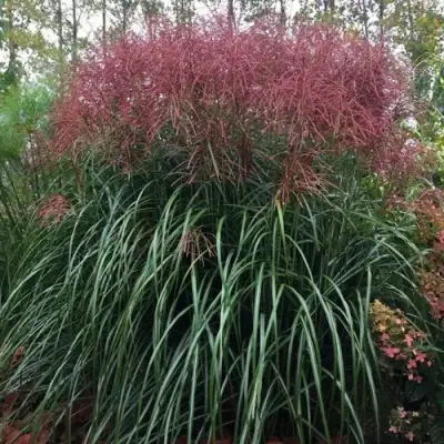 Мискантус МАЛЕПАРТУС китайский  в Пинске