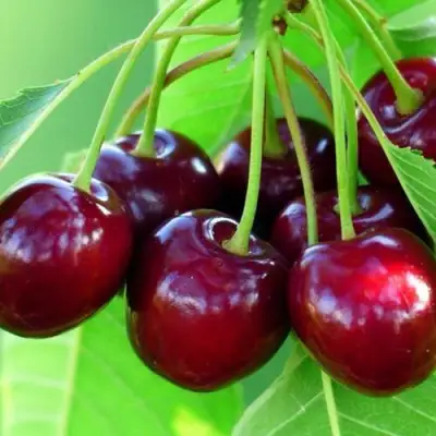 Вишня ВЯНОК в Пинске