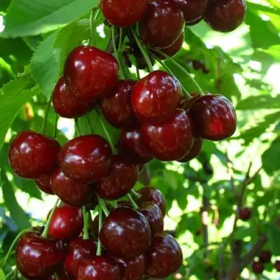 Вишня ВОСТОРГ колонновидная в Пинске