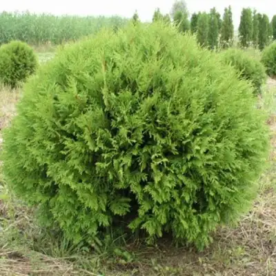 Туя ГЛОБОЗА западная в Пинске