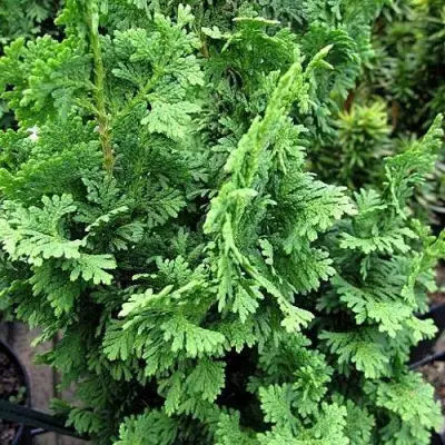 Туя ЗМАТЛИК западная в Пинске