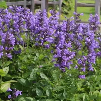 Котовник БЛЮ ДРИМС полусидячий в Пинске