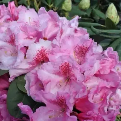 Рододендрон КЛАУДИУС в Пинске