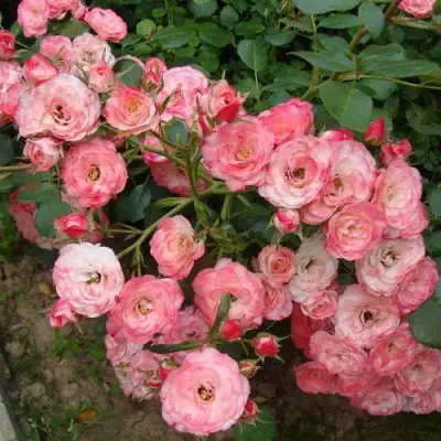 Роза ПАТ ДЕ ВЕЛЮР шраб в Пинске