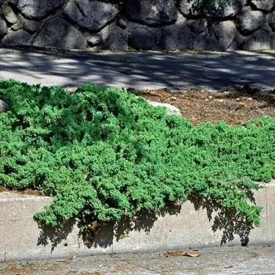 Можжевельник НАНА лежачий в Пинске