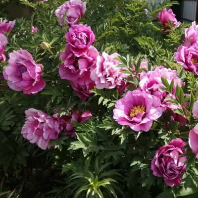 Пион ВРАТА ХРАМА древовидный  в Пинске