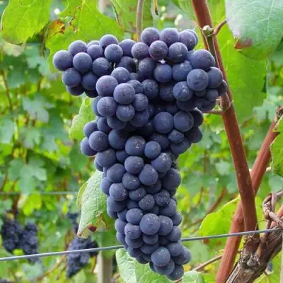 Виноград МУКУЗАНИ в Пинске