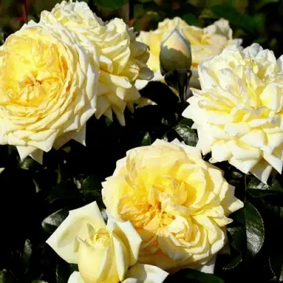 Роза НАДЯ МЕЙДИЛАНД почвопокровная в Пинске