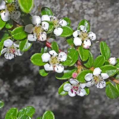 Кизильник ТАНГСТЕДТ горизонтальный  в Пинске