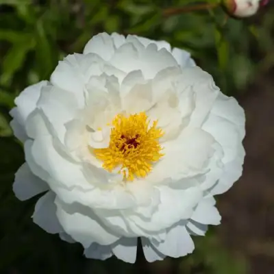 Пион МИСС АМЕРИКА травянистый в Пинске