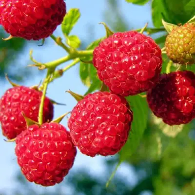 Малина МЕТЕОР в Пинске