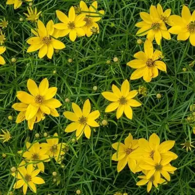 Кореопсис мутовчатый в Пинске