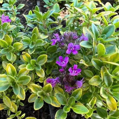 Тимьян АРЧЕРЗ ГОЛД в Пинске