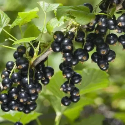 Смородина черная БЕН КОНАН в Пинске