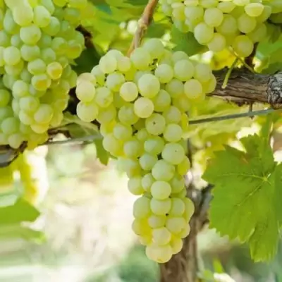 Виноград КИШМИШ МУСКАТНЫЙ в Пинске