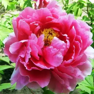 Пион ВОСХОД СОЛНЦА древовидный в Пинске