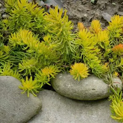 Очиток (седум) АНГЕЛИНА оттогнутый в Пинске