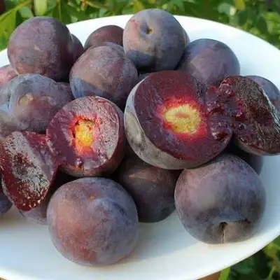 Сливово-вишневый гибрид МЕЙНОР в Пинске