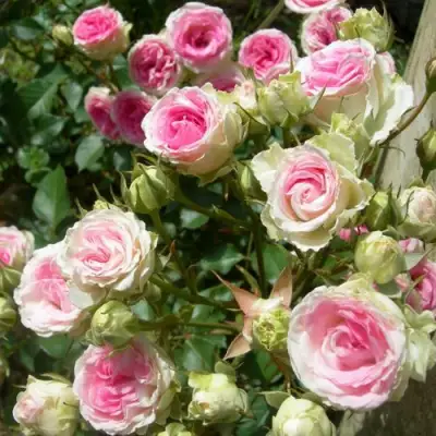 Роза МИМИ ЭДЕН спрей в Пинске