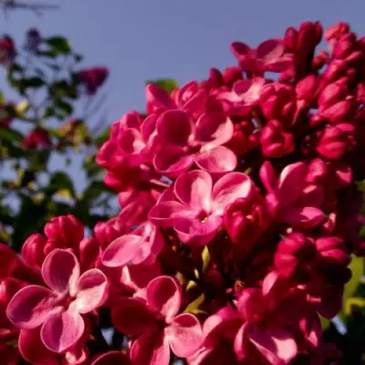 Сирень КРАСНАЯ МОСКВА в Пинске