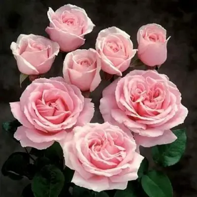 Роза ФРЕДЕРИК МИСТРАЛЬ чайно-гибридная в Пинске