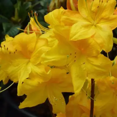 Азалия ЛИМЕТТА листопадная в Пинске