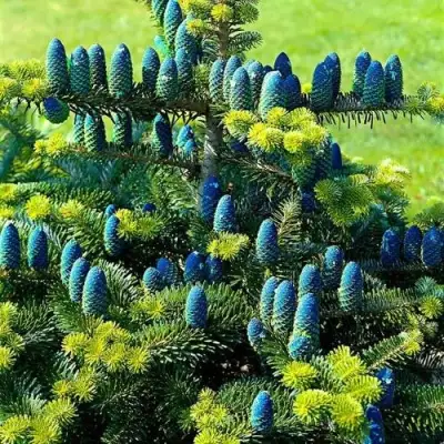 Пихта корейская  в Пинске