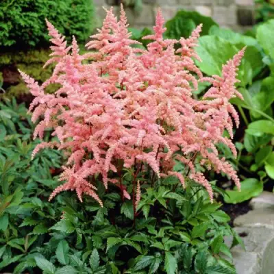 Астильба БРЕССИНГЕМ БЬЮТИ Арендса в Пинске