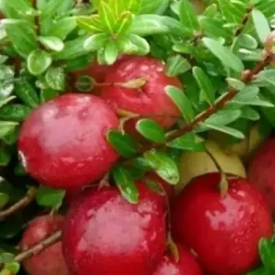 Клюква ХОЛЬШТАЙН в Пинске