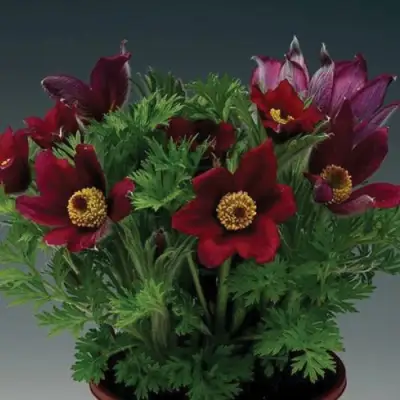 Прострел ПИНВИЛ РЕД ШЕЙДЕС в Пинске