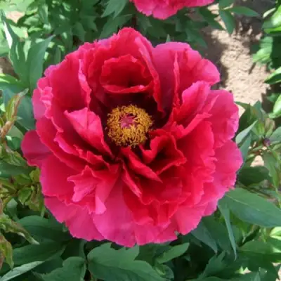 Пион КРАСНЫЙ ГИГАНТ древовидный в Пинске