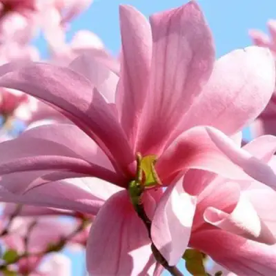 Магнолия ГАЛАКСИ в Пинске