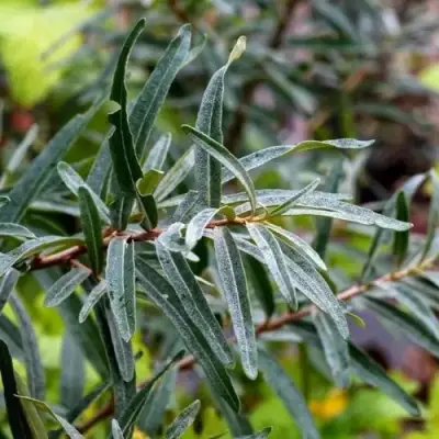 Облепиха АДАМ (МУЖСКАЯ) в Пинске