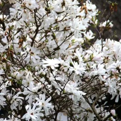 Магнолия СТЕЛЛАТА в Пинске