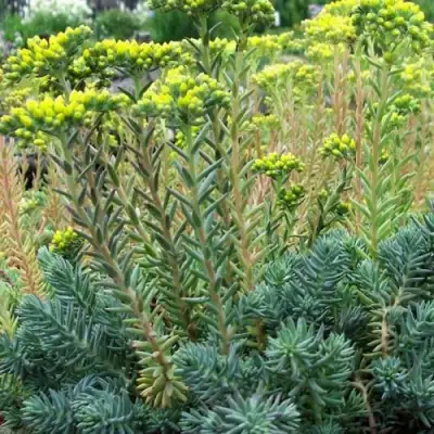 Очиток (седум) отогнутый в Пинске